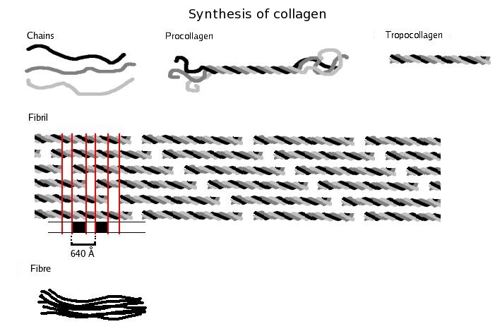 描述: http://upload.wikimedia.org/wikipedia/commons/2/2f/Collagen_biosynthesis_%28en%29.png